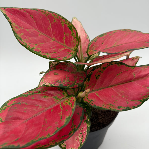 Aglaonema pink zircone 6" pot