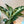 Large Dieffenbachia ‘Puerto Rico’
