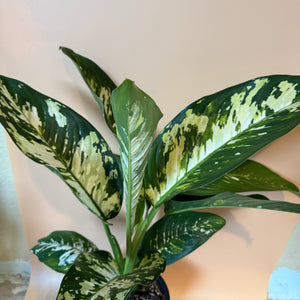 Large Dieffenbachia ‘Puerto Rico’