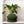 Galaxy Groove Plant Pot