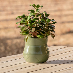 Ceramic Plant Pot with Rubber Liner - Forest Green