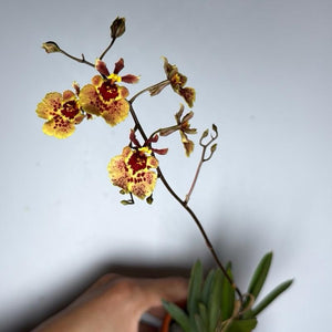 Wildcat 'Garfield' Mini Orchid