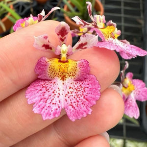 Wildcat 'Garfield' Mini Orchid