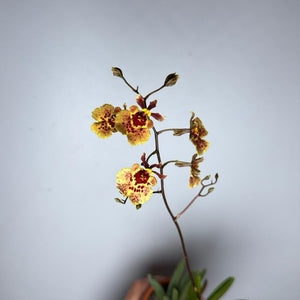 Wildcat 'Garfield' Mini Orchid
