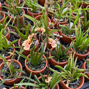 Wildcat 'Garfield' Mini Orchid