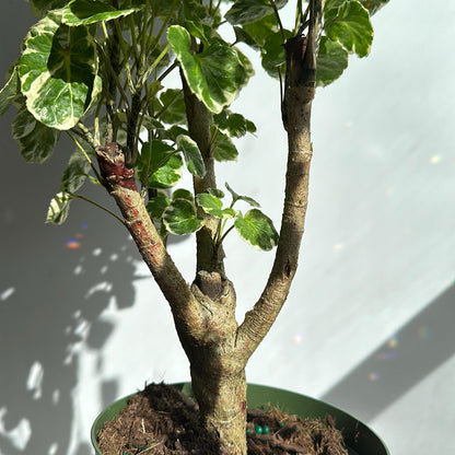 Aralia Balfouriana Variegated stump 6" pot