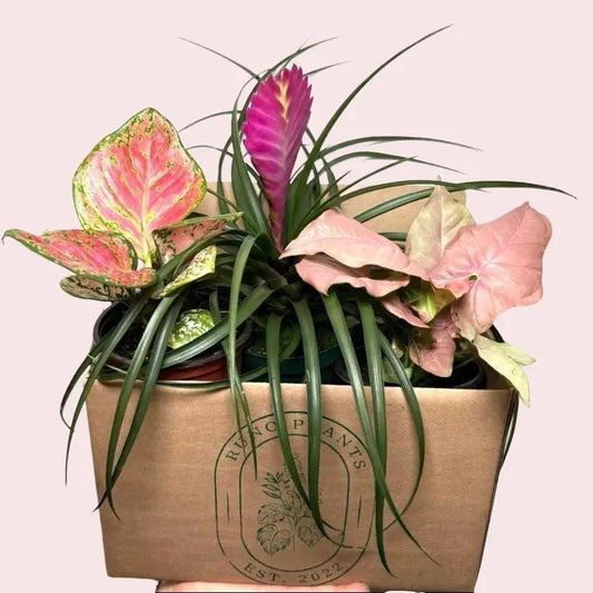 Pink Plant Bundle Mystery Box - Three Pink Plants in 4-Inch Pots