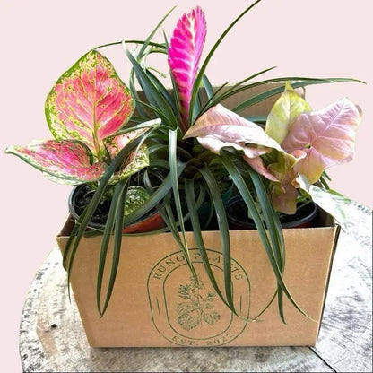 Pink Plant Bundle Mystery Box - Three Pink Plants in 4-Inch Pots