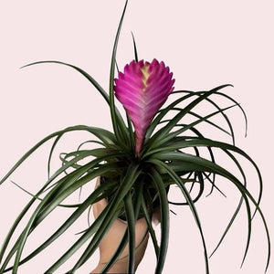 Pink Plant Mystery Bundle Box - 3 Pink Plants