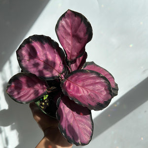 Calathea Pink Star Rosy