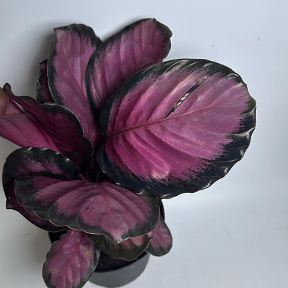 Calathea Pink Star Rosy 6" pot