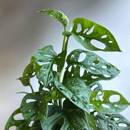 Monstera swiss cheese 6" pot