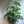 Monstera Adansonii (Swiss Cheese Plant)