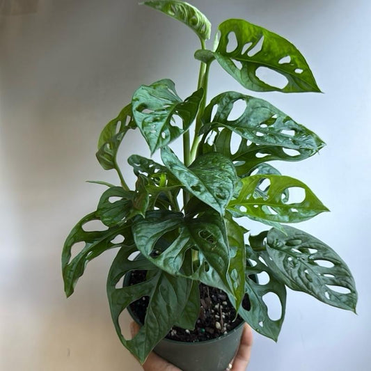 Monstera swiss cheese 6" pot