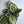 Calathea Roseopicta Medallion