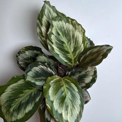 Calathea Roseopicta medallion 6" pot