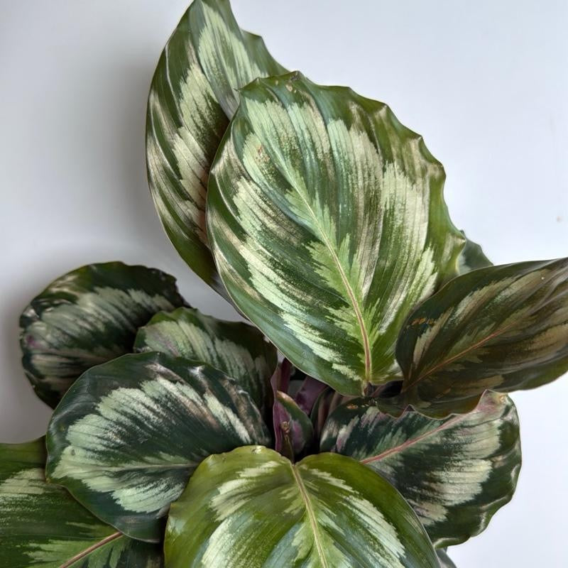 Calathea Roseopicta medallion 6" pot