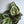 Calathea Roseopicta Medallion