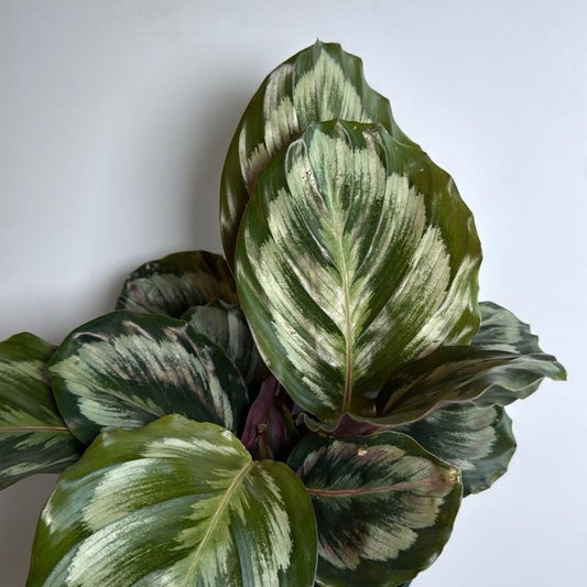 Calathea Roseopicta medallion 6" pot