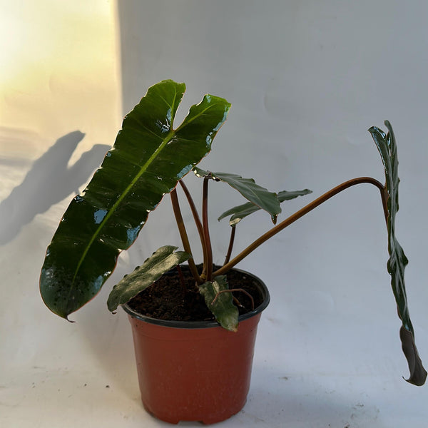 Philodendron Black billietiae Billietiae x Atabapoense