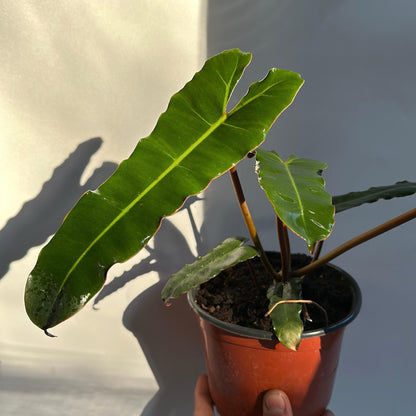 Philodendron Black billietiae Billietiae x Atabapoense 6" pot