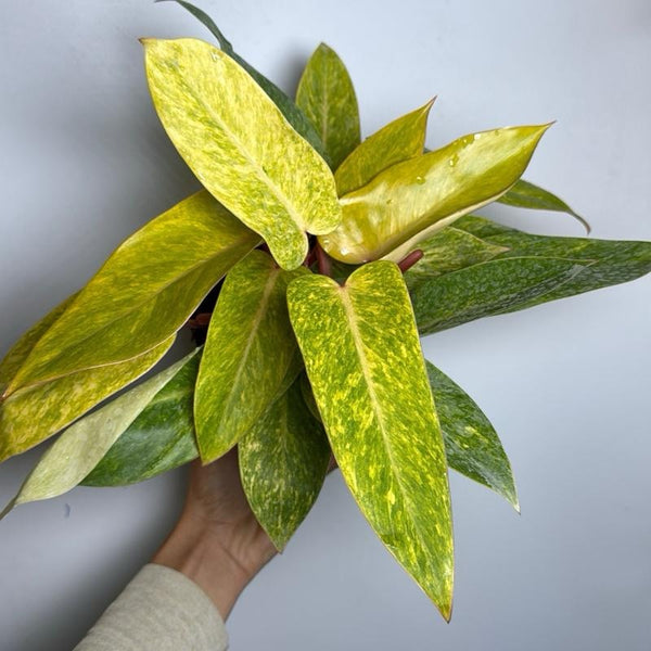 Philodendron Painted Lady