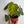 Philodendron Verrucosum