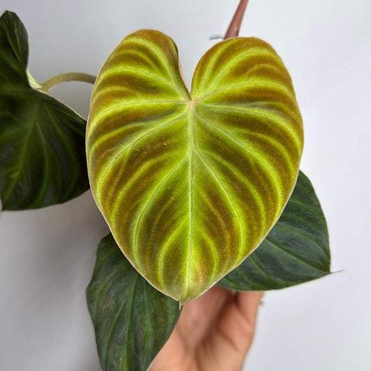 Philodendron verrucosum 4" pot