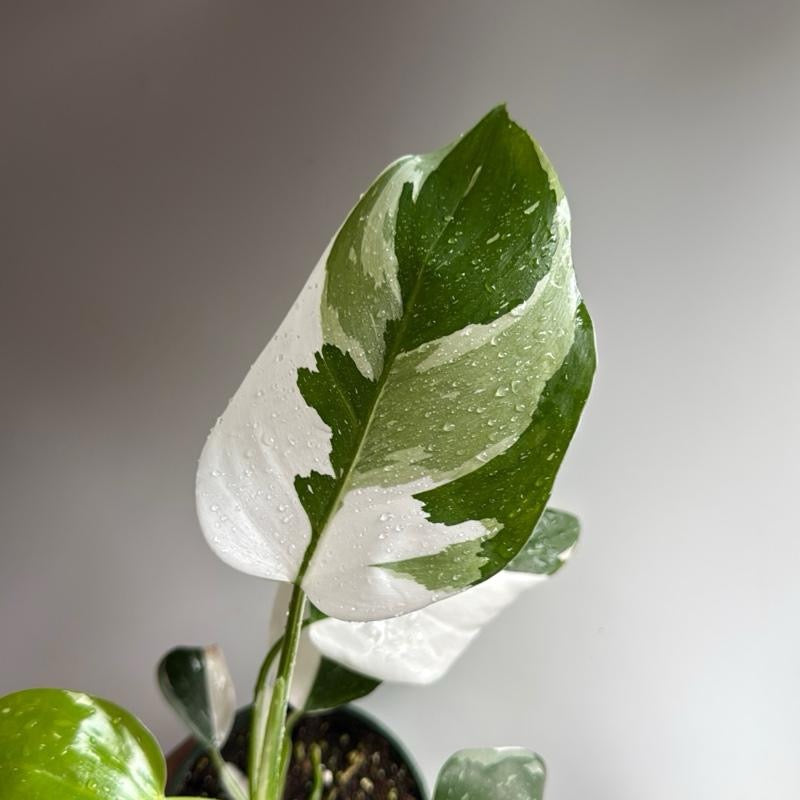 Philodendron white princess 4" pot
