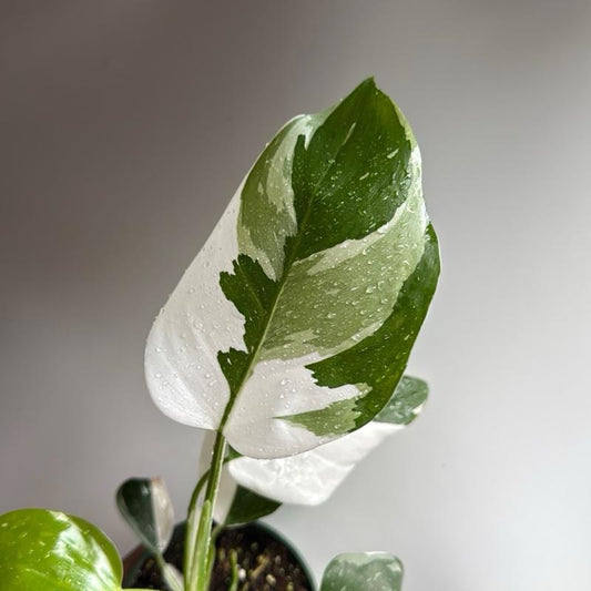 Philodendron white princess 4" pot
