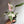 Philodendron Pink Princess