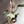 Philodendron Pink Princess