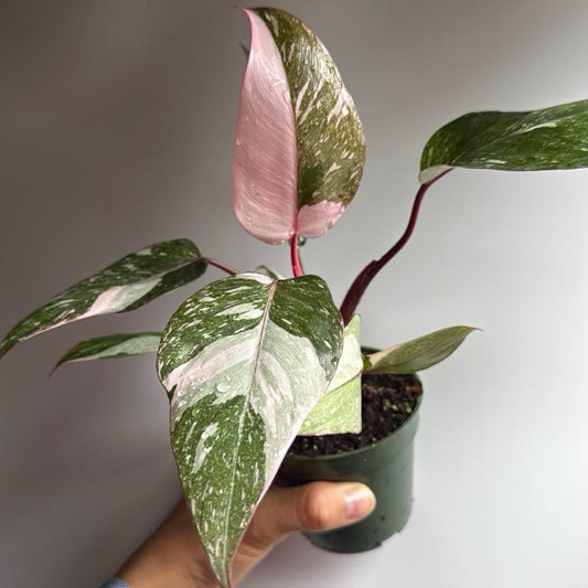 Philodendron pink princess 4" pot