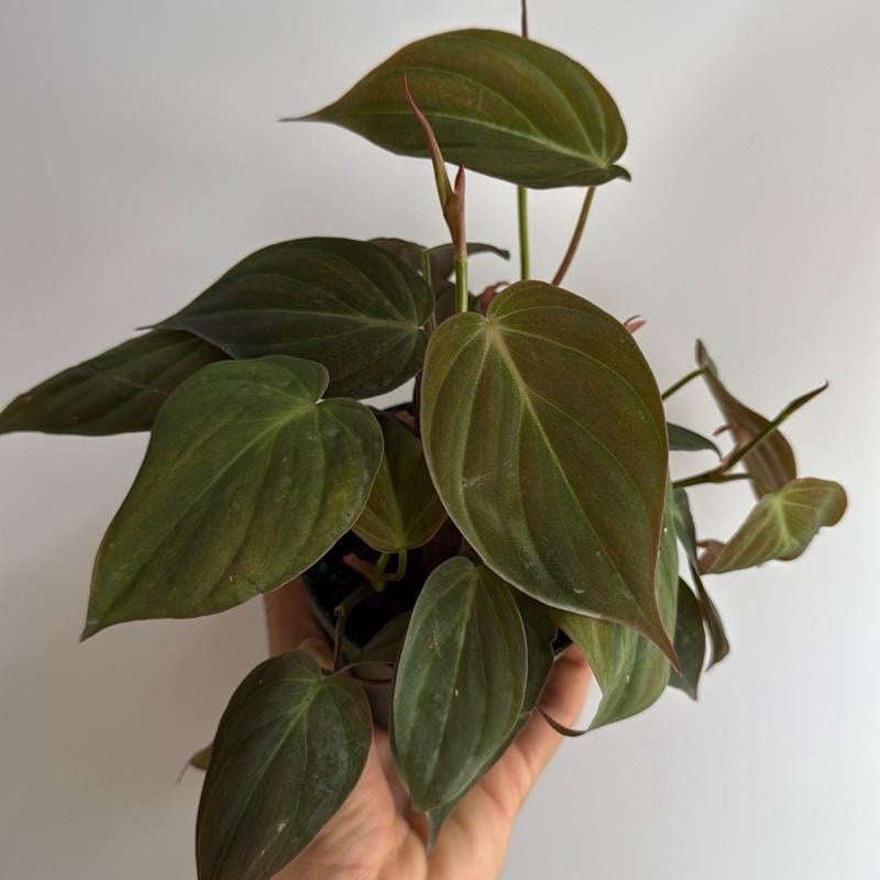 Philodendron Micans 4" pot