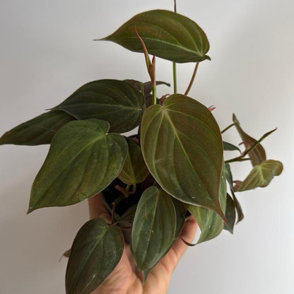 Philodendron Micans 4" pot