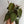 Philodendron Micans