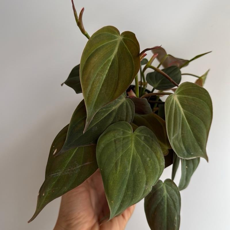 Philodendron Micans 4" pot
