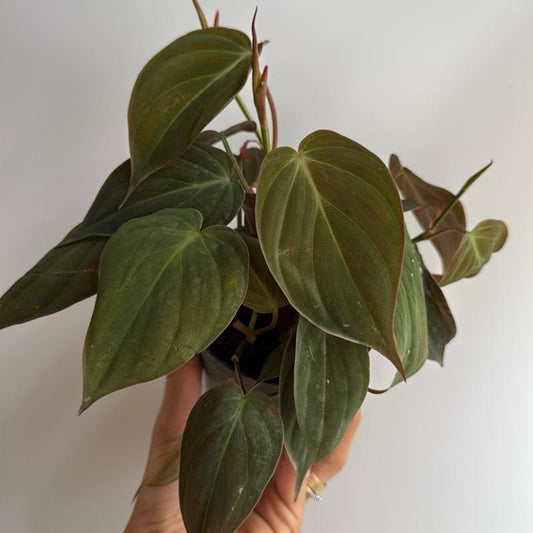 Philodendron Micans 4" pot