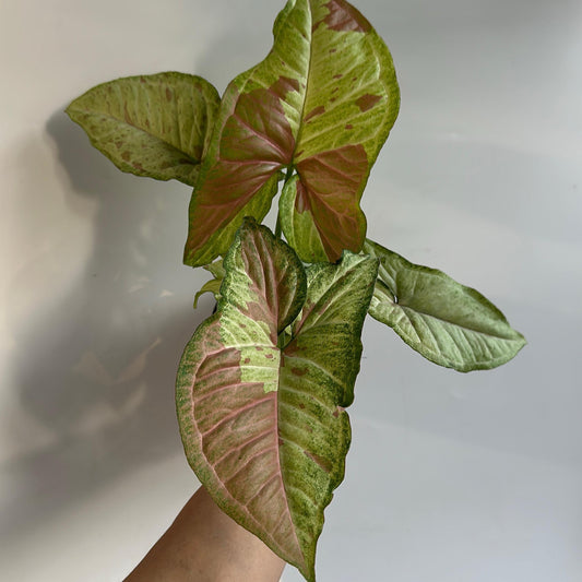 Syngonium Confetti 4” pot