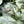 Syngonium Milk Confetti