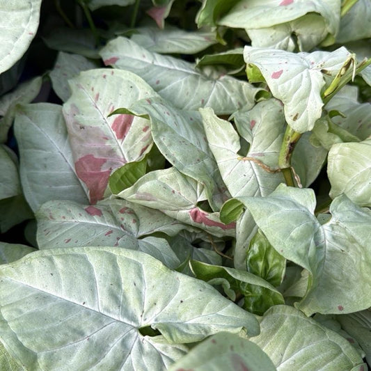 Syngonium milk confeti 6" pot