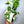 Syngonium Albo
