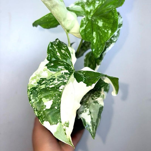 Syngonium Albo 4" Pot
