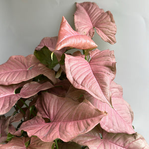 Syngonium Neon Pink 6" pot