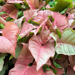Syngonium Neon Pink 6" pot