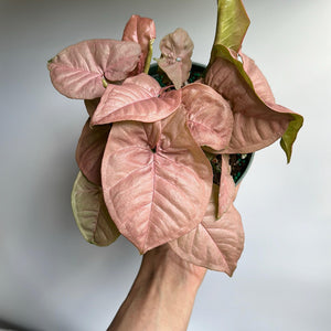 Syngonium Neon Pink 6" pot