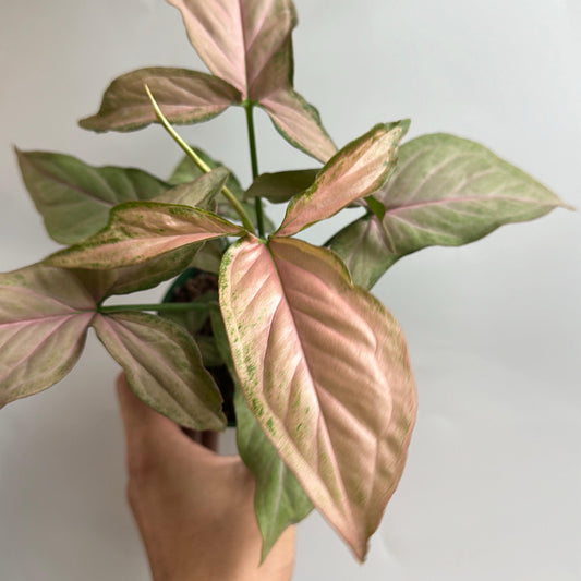 Syngonium Pink Perfection 4" pot