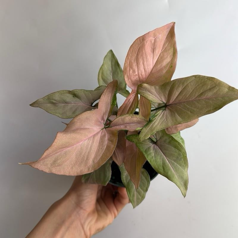 Syngonium Pink Perfection 4" pot