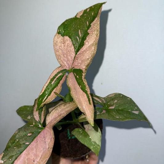 Syngonium Pink Splash 4" Pot