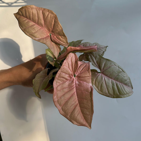 Syngonium Neon pink 4" pot